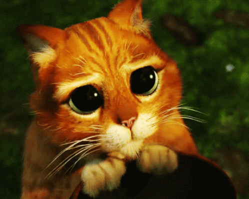 A Close Up Of A Cat 'S Face With Big Eyes GIF