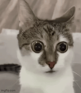 A Close Up Of A Cat 'S Face With Big Eyes . GIF