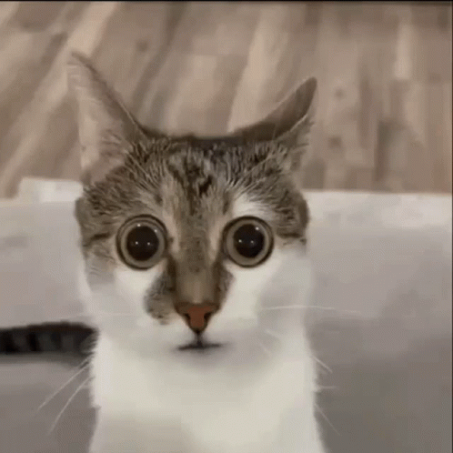 A Close Up Of A Cat 'S Face With Big Eyes . GIF
