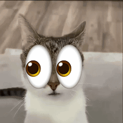 A Close Up Of A Cat 'S Face With Big Googly Eyes GIF