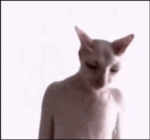 A Close Up Of A Cat 'S Face With Black Eyes . GIF