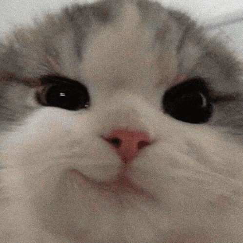 A Close Up Of A Cat 'S Face With Black Eyes GIF