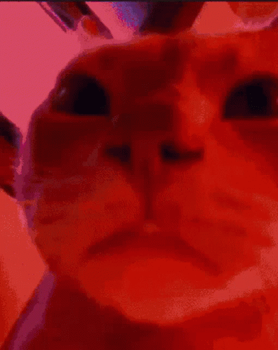 A Close Up Of A Cat 'S Face With Blue Background GIF