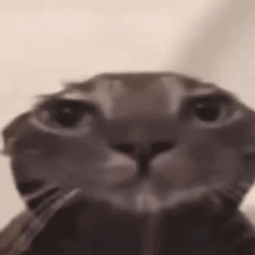 A Close Up Of A Cat 'S Face With Its Eyes Closed . GIF