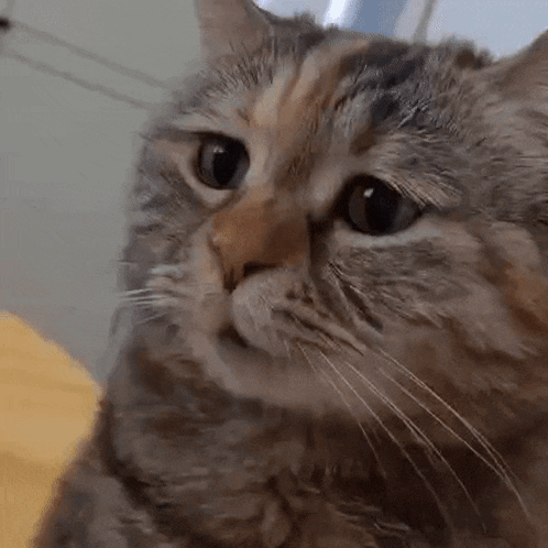 A Close Up Of A Cat 'S Face With Its Eyes Looking At The Camera GIF