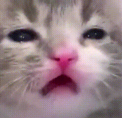 A Close Up Of A Cat 'S Face With Its Mouth Open And A Pink Nose . GIF