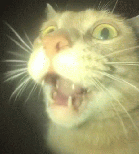 A Close Up Of A Cat 'S Face With Its Mouth Open And Its Eyes Glowing In The Dark . GIF