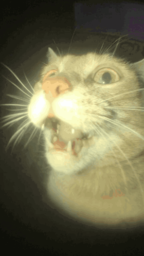 A Close Up Of A Cat 'S Face With Its Mouth Open And Teeth Showing GIF