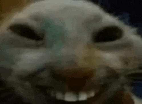 A Close Up Of A Cat 'S Face With Its Mouth Open And Teeth Visible . GIF