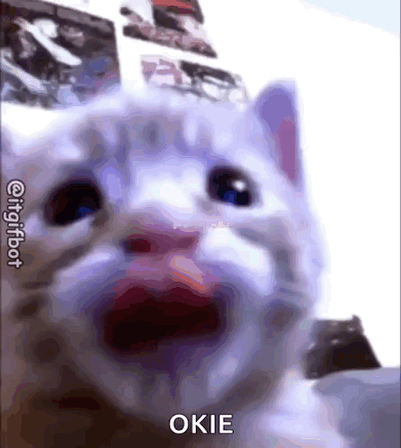 A Close Up Of A Cat 'S Face With Its Mouth Open And The Word Okie On It . GIF