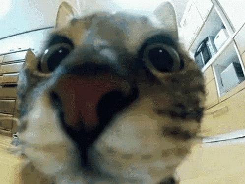 A Close Up Of A Cat 'S Face With Its Mouth Open In A Kitchen GIF