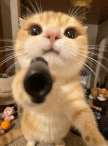 A Close Up Of A Cat 'S Face With Its Mouth Open GIF