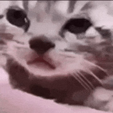 A Close Up Of A Cat 'S Face With Its Mouth Open On A Pink Background . GIF