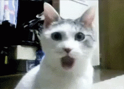 A Close Up Of A Cat 'S Face With Its Mouth Open GIF