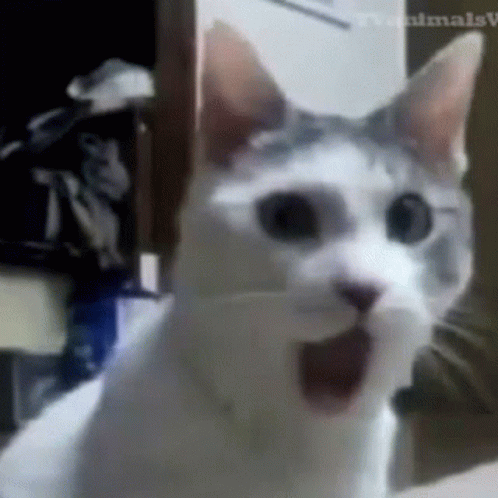 A Close Up Of A Cat 'S Face With Its Mouth Wide Open GIF