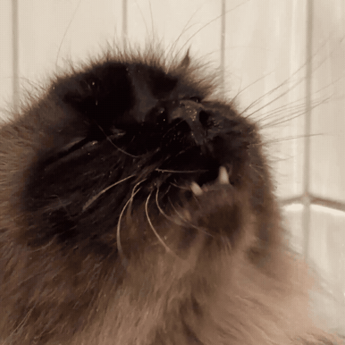 A Close Up Of A Cat 'S Face With Its Mouth Wide Open GIF