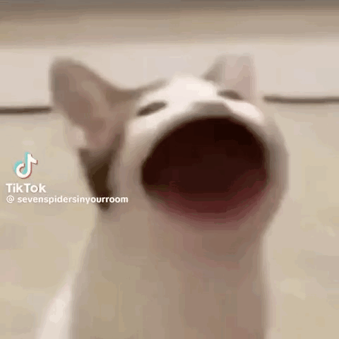 A Close Up Of A Cat 'S Face With Its Mouth Wide Open . GIF