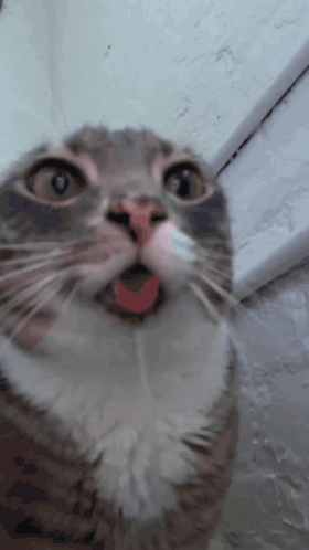 A Close Up Of A Cat 'S Face With Its Mouth Wide Open GIF