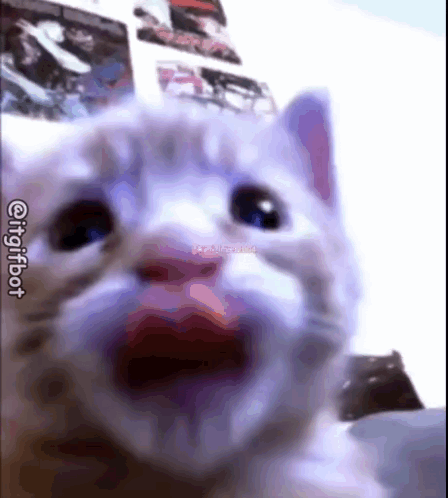 A Close Up Of A Cat 'S Face With Its Mouth Wide Open . GIF