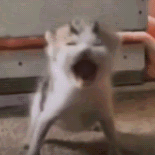 A Close Up Of A Cat 'S Face With Its Mouth Wide Open . GIF