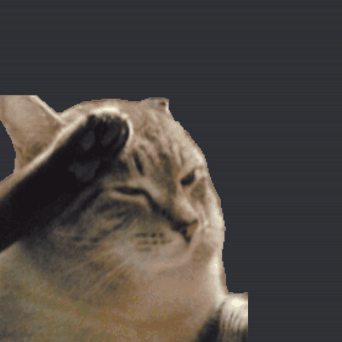 A Close Up Of A Cat 'S Face With Its Paw On Its Face GIF
