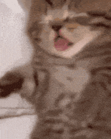 A Close Up Of A Cat 'S Face With Its Tongue Out GIF