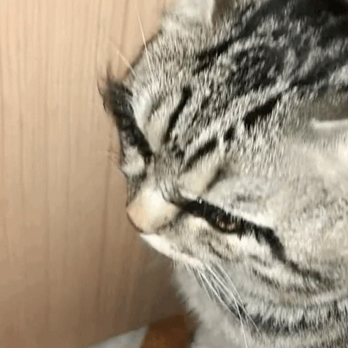 A Close Up Of A Cat 'S Face With Its Tongue Out . GIF