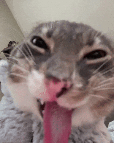 A Close Up Of A Cat 'S Face With Its Tongue Out GIF