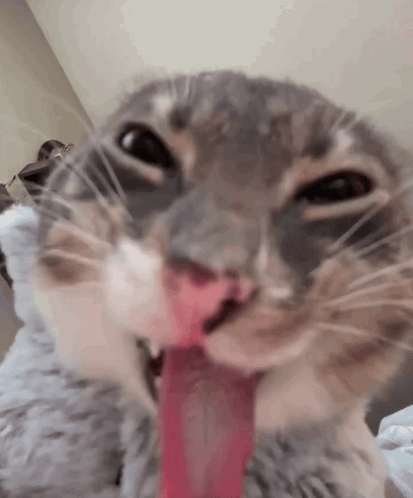 A Close Up Of A Cat 'S Face With Its Tongue Out GIF