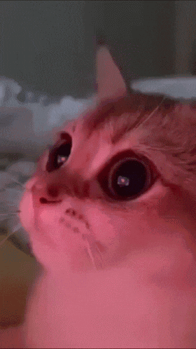 A Close Up Of A Cat 'S Face With Pink Eyes GIF
