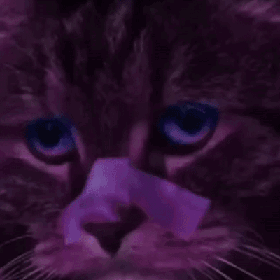 A Close Up Of A Cat 'S Face With Purple Eyes GIF