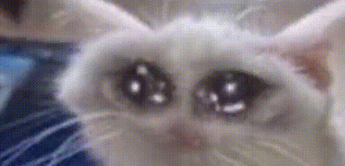 A Close Up Of A Cat 'S Face With Sad Eyes Looking At The Camera . GIF