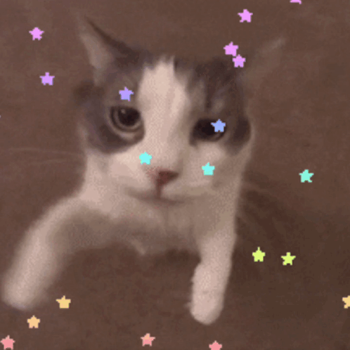 A Close Up Of A Cat 'S Face With Stars Around It GIF