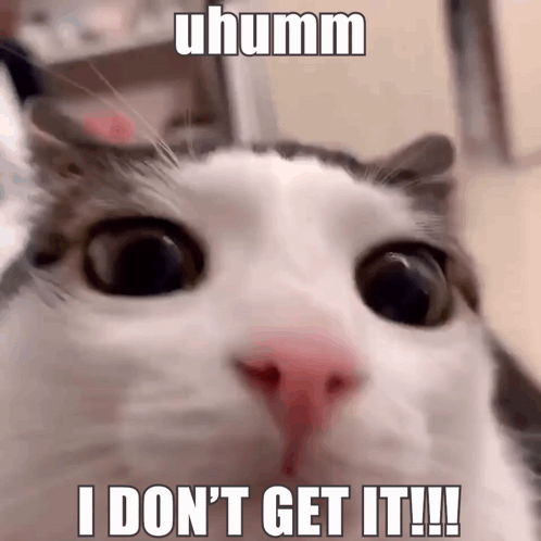 A Close Up Of A Cat 'S Face With The Caption I Don 'T Get It !! GIF
