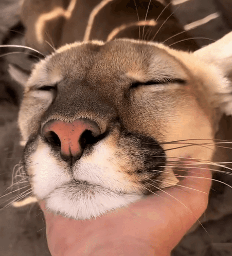 A Close Up Of A Cat 'S Face With The Eyes Closed GIF