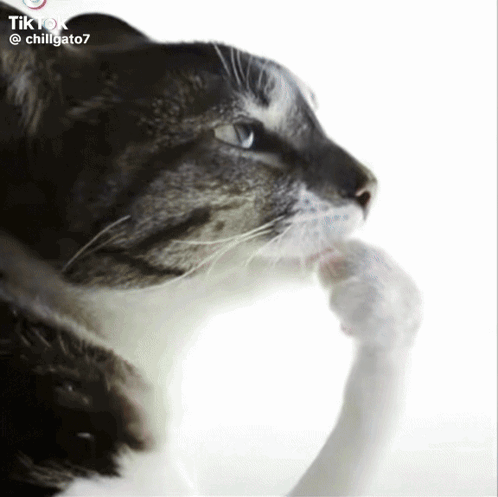 A Close Up Of A Cat 'S Face With The Hashtag Chillgato7 GIF