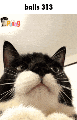 A Close Up Of A Cat 'S Face With The Text Balls 313 Above It GIF