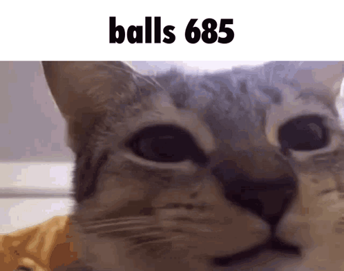 a close up of a cat 's face with the text balls 685 above it