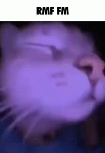 A Close Up Of A Cat 'S Face With The Text Rmf Fm Above It GIF