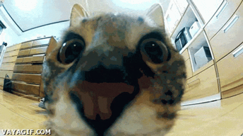 A Close Up Of A Cat 'S Face With The Website Vayagif.com Visible GIF