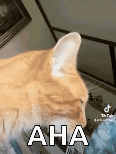 A Close Up Of A Cat 'S Face With The Word Aha Written On It . GIF
