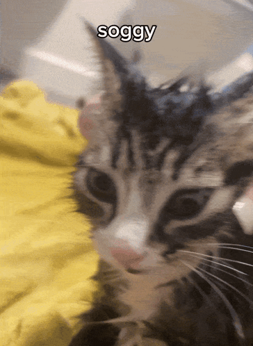A Close Up Of A Cat 'S Face With The Word Soggy Above It GIF