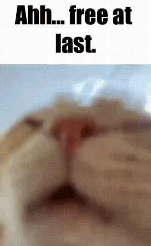 A Close Up Of A Cat 'S Face With The Words " Ahh Free At Last " Below It GIF