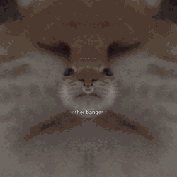A Close Up Of A Cat 'S Face With The Words " Another Banger " Below It GIF