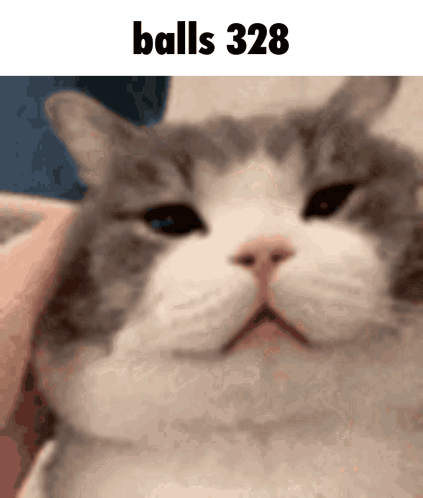 A Close Up Of A Cat 'S Face With The Words Balls 328 Below It GIF