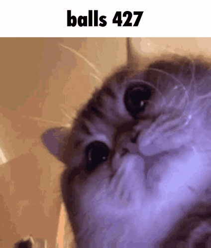A Close Up Of A Cat 'S Face With The Words Balls 427 Written Above It GIF