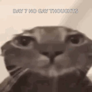 A Close Up Of A Cat 'S Face With The Words `` Day 7 No Gay Thoughts '' . GIF