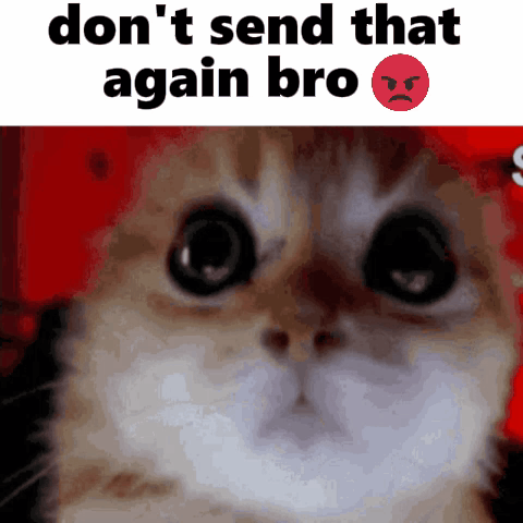 Close Up Of Cat Face Don T Send That Again Bro GIF