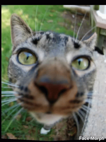 A Close Up Of A Cat 'S Face With The Words Face Morph On The Bottom Right GIF