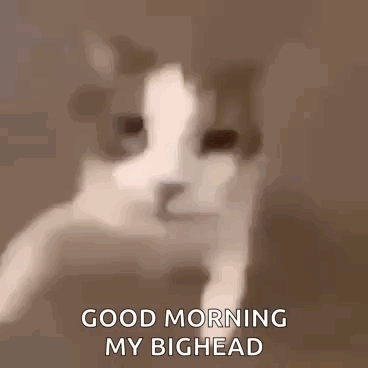 A Close Up Of A Cat 'S Face With The Words `` Good Morning My Bighead '' . GIF